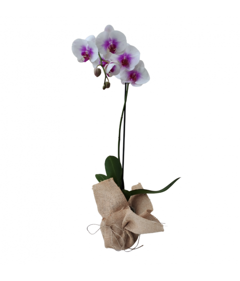 PL01 - Flores de Orquídeas: Belleza en Flor | Floristería en Panamá