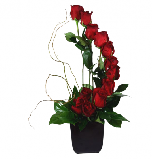 RO16 - Espiral 12 Rosas