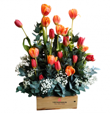 TL03 - Caja Premium de Tulipanes Sunset TL03 - Caja Premium de Tulipanes Sunset
